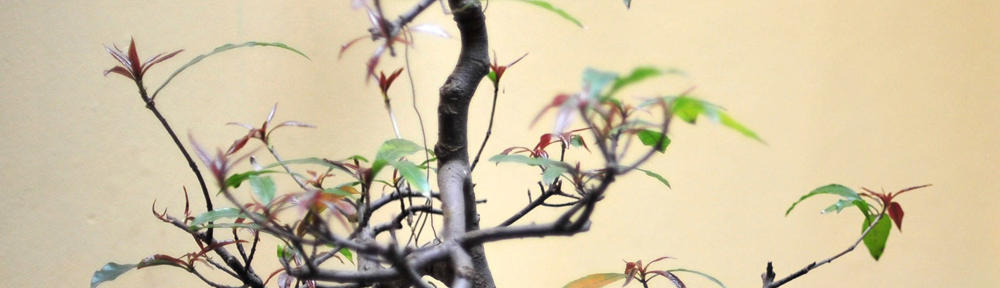 Welcome to Napkinlecture