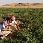 Profile picture of Caitlin Chaves Yates