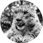 Profile picture of Dirk Schmidt