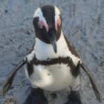 Profile picture of Oskar Brown