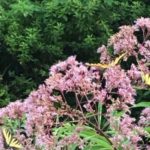 Profile picture of Michelle Gibeault