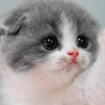 Profile picture of Anggie Valenzuela