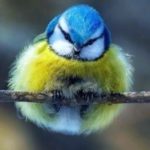 Profile picture of Melissa King