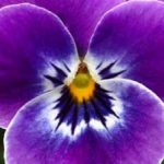 Profile picture of Carolina