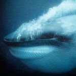 Profile picture of Claudia Di Sciacca