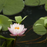 Profile picture of Daniel McShane