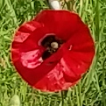 Profile picture of Kim Adams