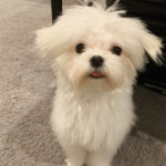 Profile picture of Ziqing Wang