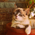 Profile picture of Deborah Manion