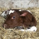 Profile picture of Indrani Kharbanda