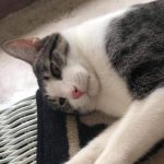 Profile picture of Alvin Alagao