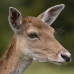 Profile picture of Ian Simpson