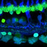 Profile picture of Ada Beleuta