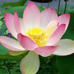 Profile picture of Ishrat Akbar