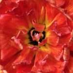 Profile picture of Sierra Perez