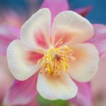 Profile picture of Stephanie Summerhays