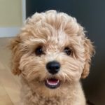 Profile picture of Aimee Diehl
