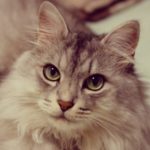 Profile picture of Shintaro Seki