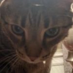 Profile picture of Bridget Capelli