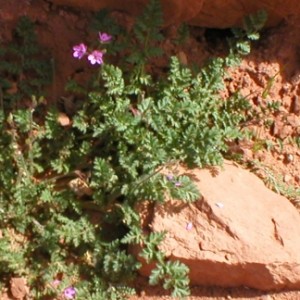 Profile picture of Tara Penry