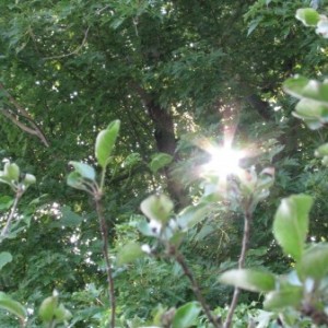 Profile picture of Roxane V. Pickens