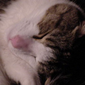 Profile picture of Milena Santoro