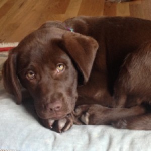 Profile picture of Pamela Thoma