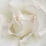 Profile picture of Robin Y. Sinckler, Ph.D.