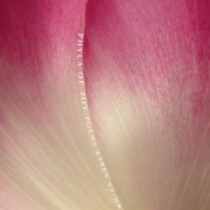 Profile picture of Karen An-hwei Lee