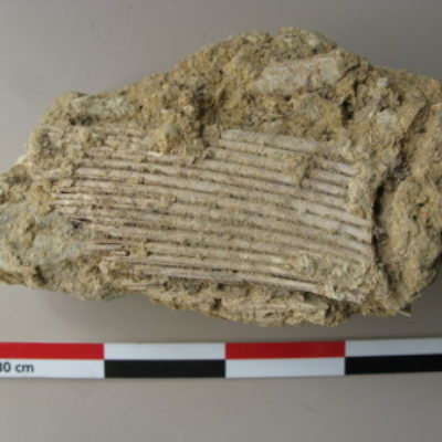 Group logo of Archaeology of Food