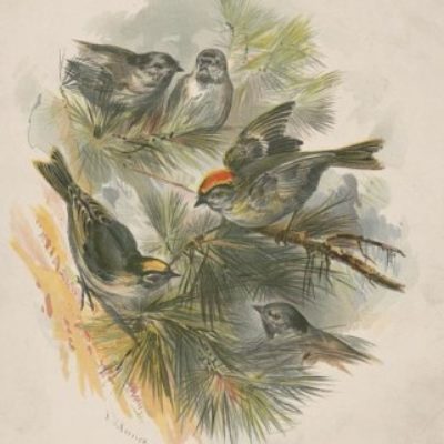 Group logo of Journals