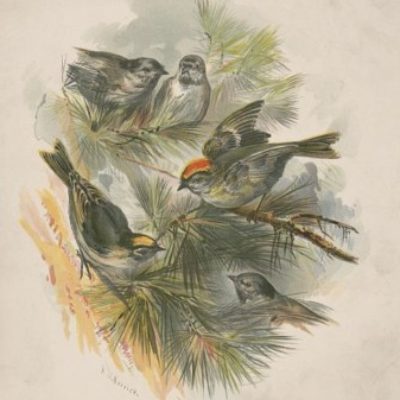 Group logo of Open Access