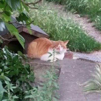 Group logo of Reading Group, Cultural History and the Italian Renaissance