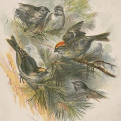 Group logo of Small Press Community