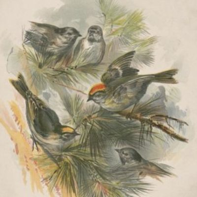 Group logo of Early Career