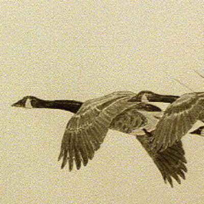 Group logo of Press Directors