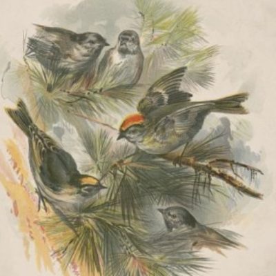 Group logo of Rights