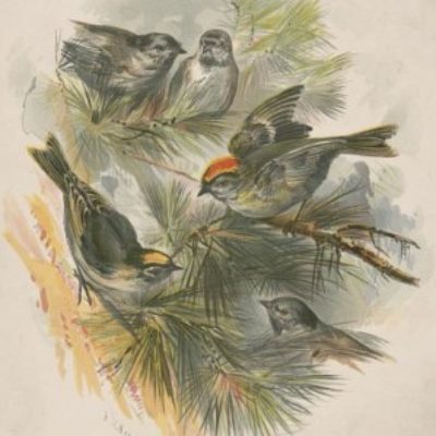 Group logo of Member Forum