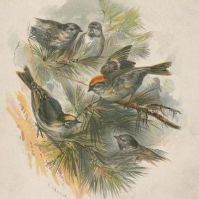 Group logo of Textbook & Course-Adoption Publishing