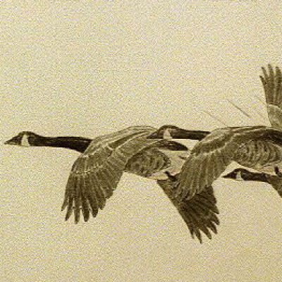 Group logo of Canada Member Forum