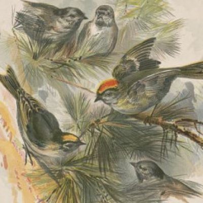 Group logo of US at 250