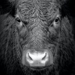 Group logo of Bovine Scholarship Network