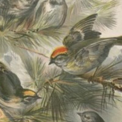 Group logo of AI in Publishing