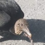 Group logo of Vultural Studies: The Vulture Research Network