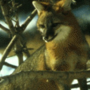 Group logo of Ecocriticism