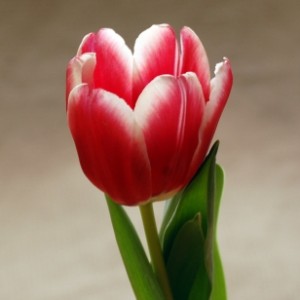 Group logo of LLC Hungarian