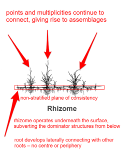 rhizome vs tree