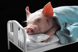 picture of a small piglet in a bed, wrapped in a blanket, head on a pillow