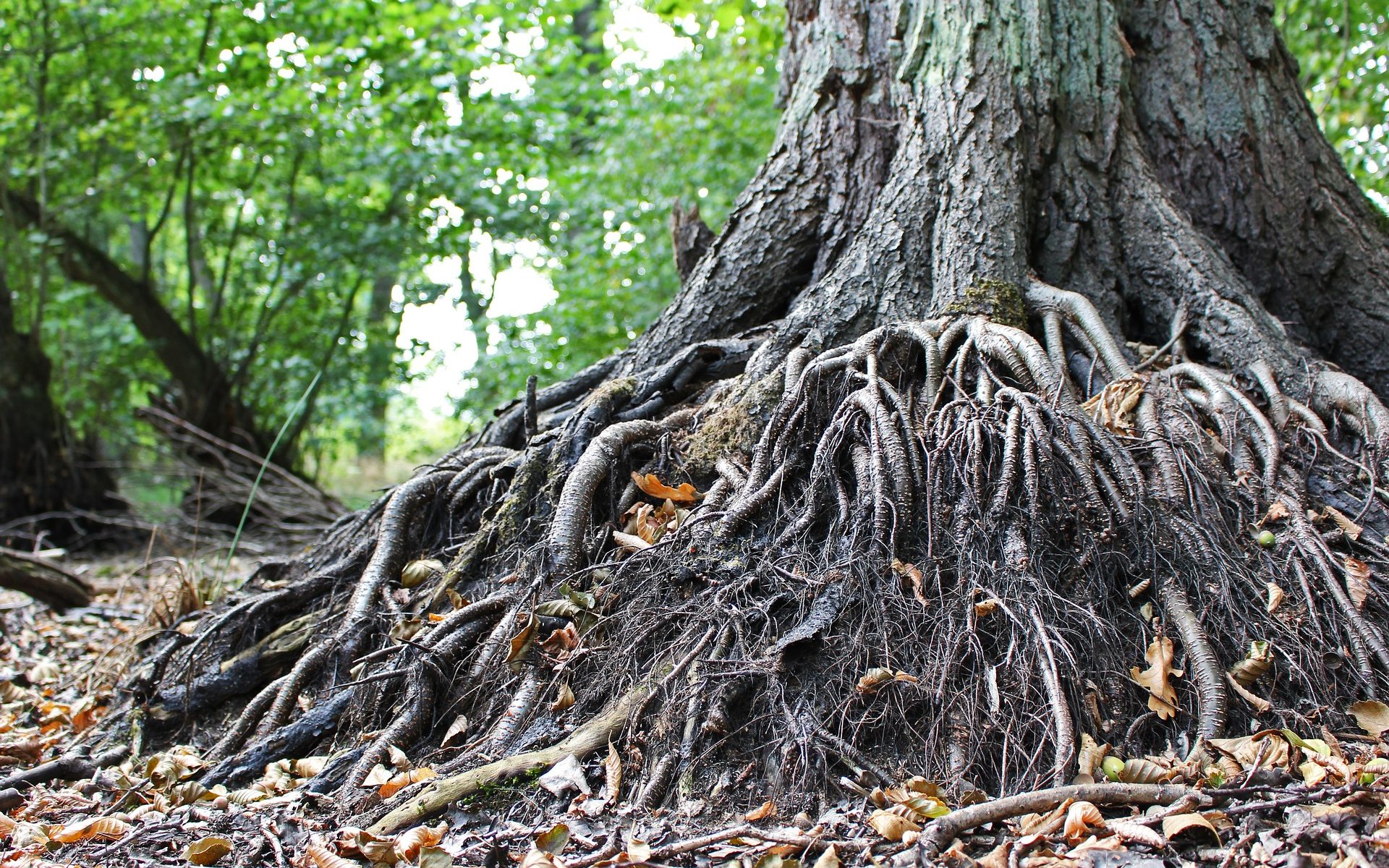 The base of an old tree, a tanlge of roots and fallen leaves
