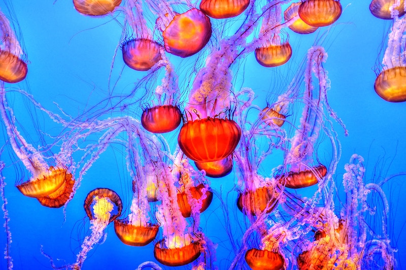 a group of red and purple jellyfish
